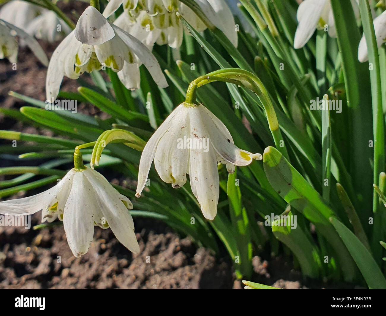Nahaufnahme zarter weißer Frühlingsschneeglöckchen (Leucojum) Blüten, die in einer Gartenumgebung blühen. Die glockenförmigen Blüten haben sechs weiße Kelchblätter Stockfoto