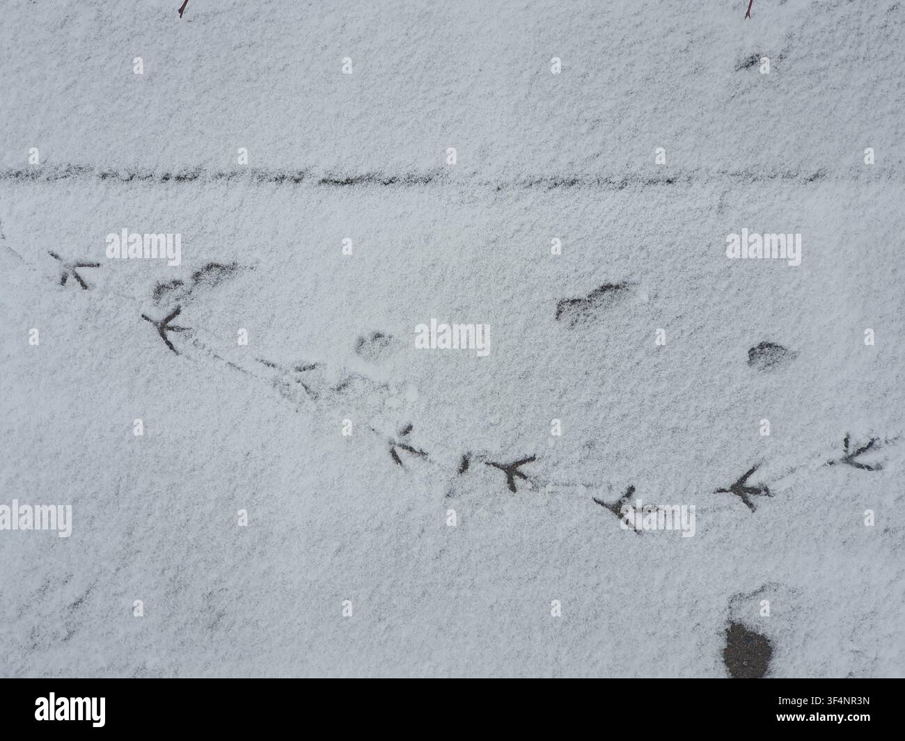 Frischer weißer Schnee bedeckt den Boden, markiert von einem gewundenen Pfad aus Vogelfußabdrücken, der das charakteristische dreizehige Muster zeigt, das typisch für Sperlingsvögel ist Stockfoto