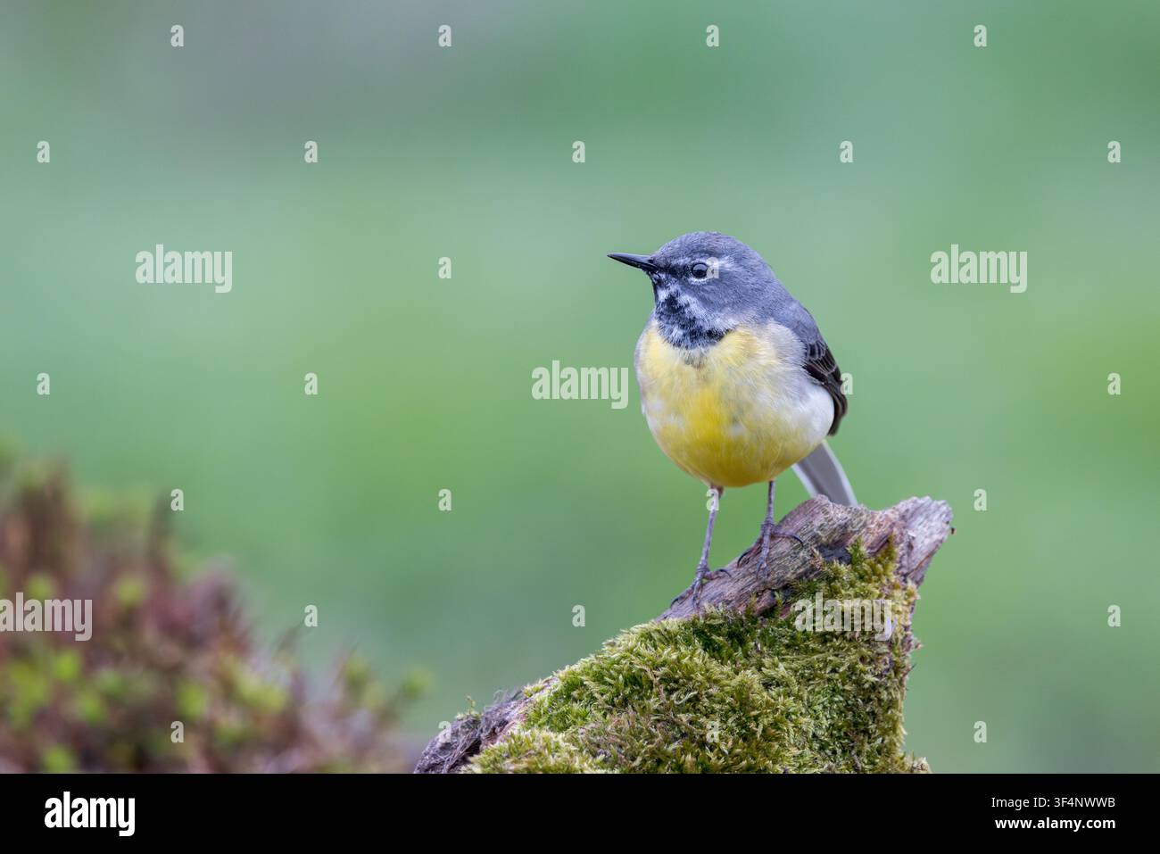 Grauer Bachschwanz [ Motacilla cinerea ] männlicher Vogel auf einem alten Moosstumpf, Somerset, Großbritannien Stockfoto