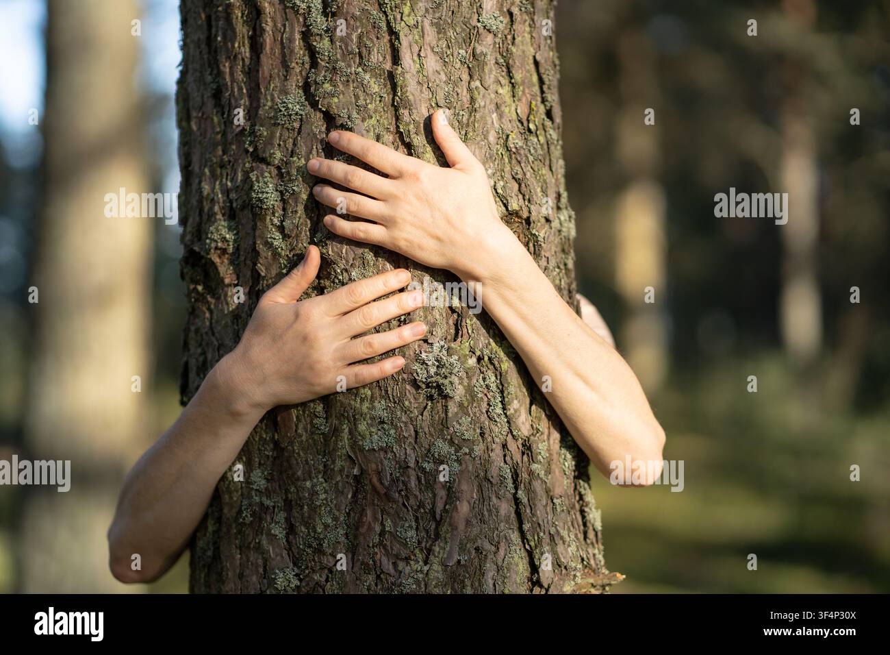 Hände umarmen Baumrinde, Verbindung zur Natur. Menschliche Waldbindung, Schutz und Pflege des Waldes Stockfoto