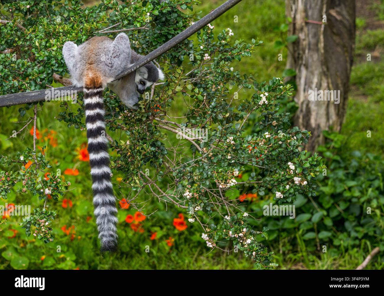 Ein Ringelschwanzlemur balanciert auf einem dünnen Ast im Zoo von San Francisco im Herzen Nordkaliforniens und frisst Beeren Stockfoto