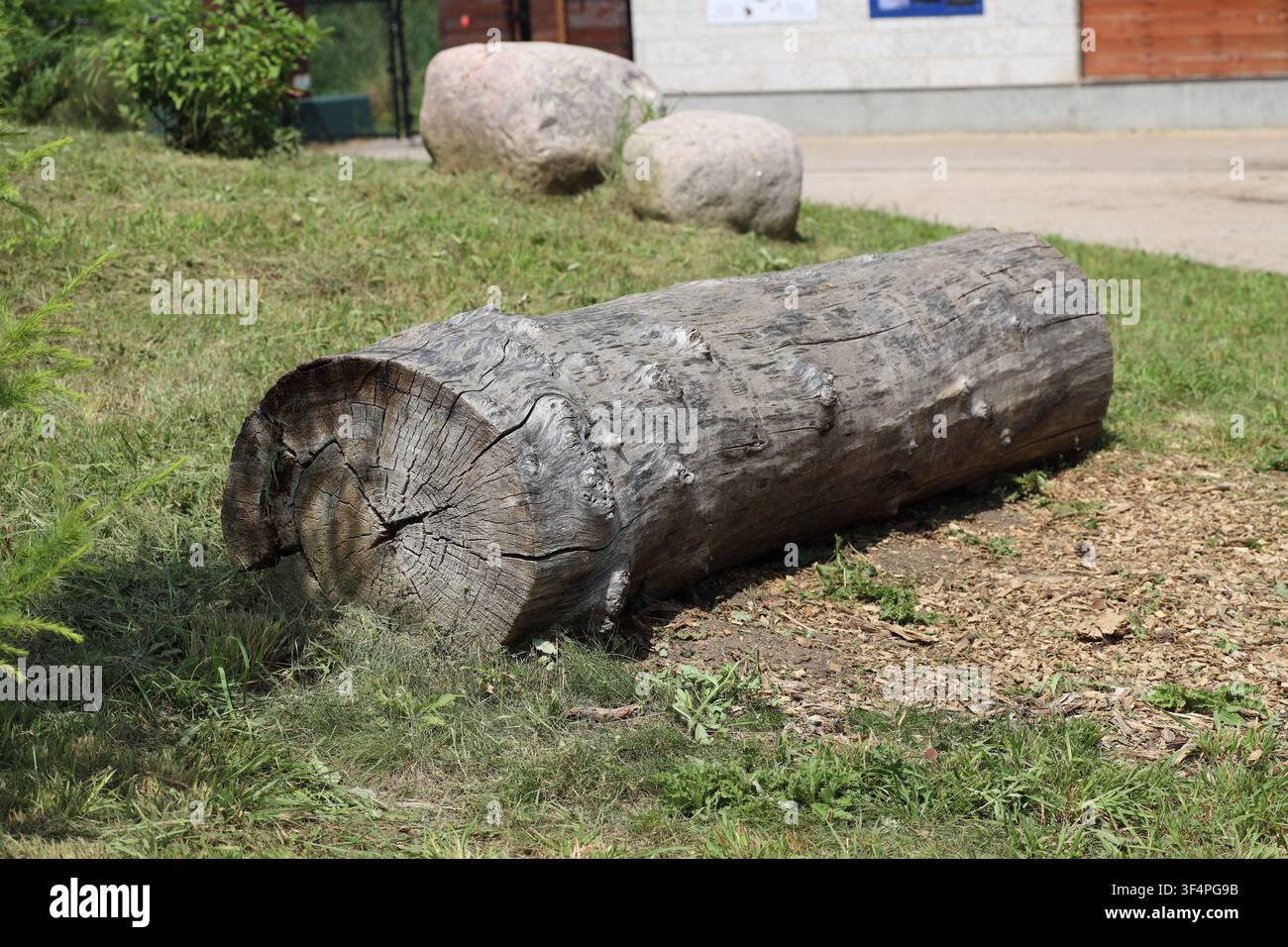 großes, dickes gesägtes Baumstamm, das auf Holzhackschnitzeln in der Landschaftsgestaltung liegt (Nahaufnahme, helles Sonnenlicht) Stockfoto