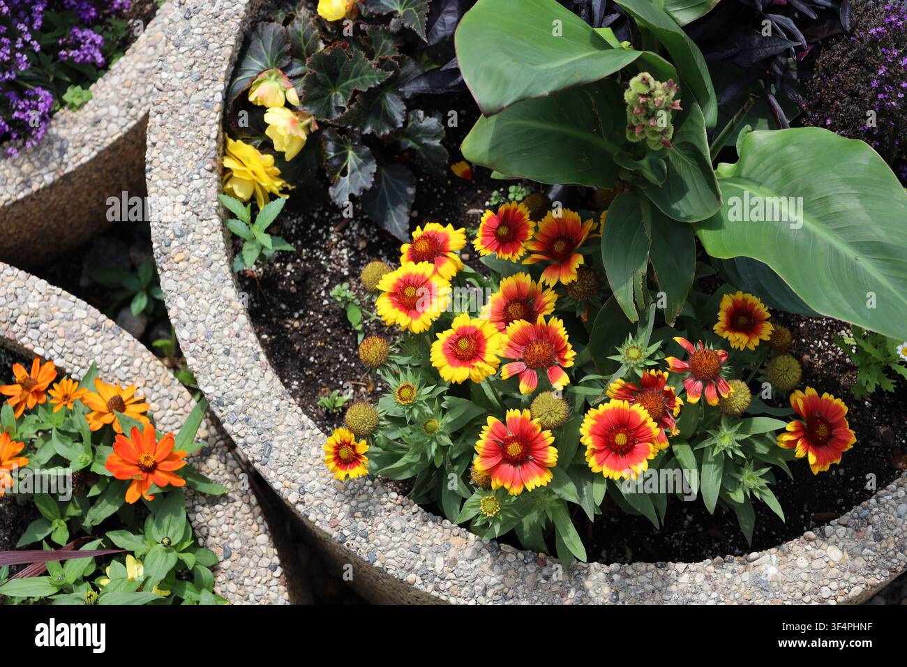 Strauß aus leuchtend gelben, roten, orangefarbenen und violetten Blüten, der über mittelgrünen Blättern in drei runden Betonpflanzgefäßen im Sommersonnenschein aufsteigt (überhea Stockfoto