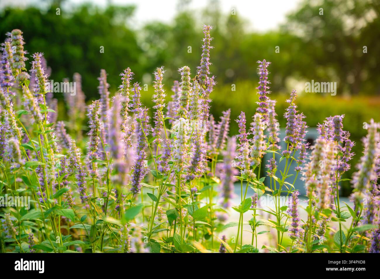 Lila Anis-Hyssop-Blütenstände blühen in einem Sommergarten Stockfoto