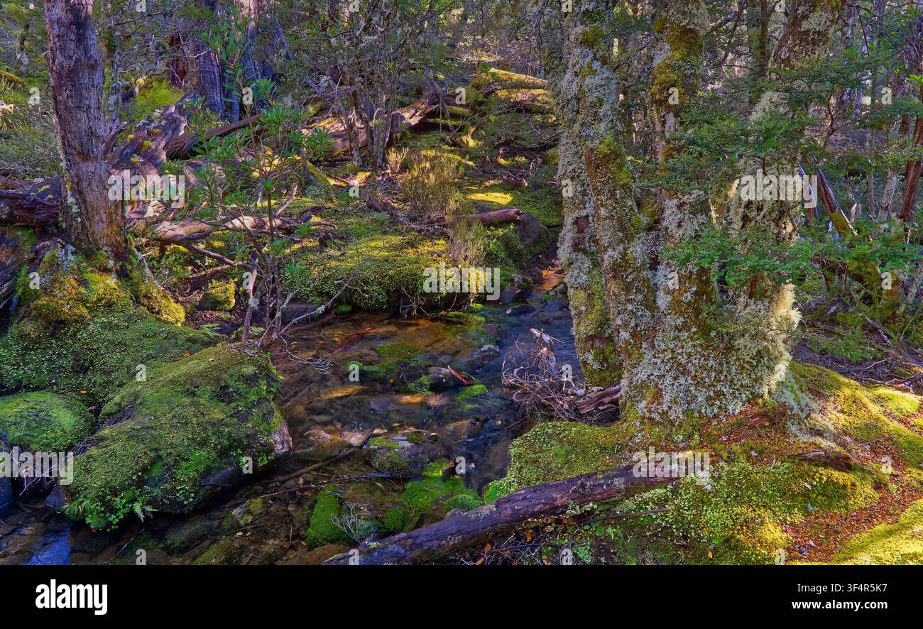 Alte Myrtenbuchen (Nothofagus cunninghamii) in einem moosigen, feuchten Alpenwald mit Sonnenstrahlen, die den Waldboden in Tasmanien, Australien, mit geflecktem Licht beleuchten Stockfoto