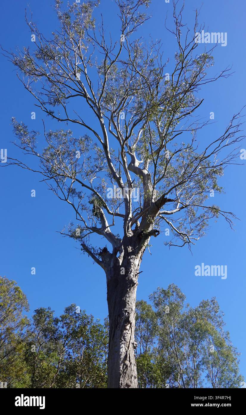 Eukalyptus-Gummibaum vor blauem Himmel Stockfoto