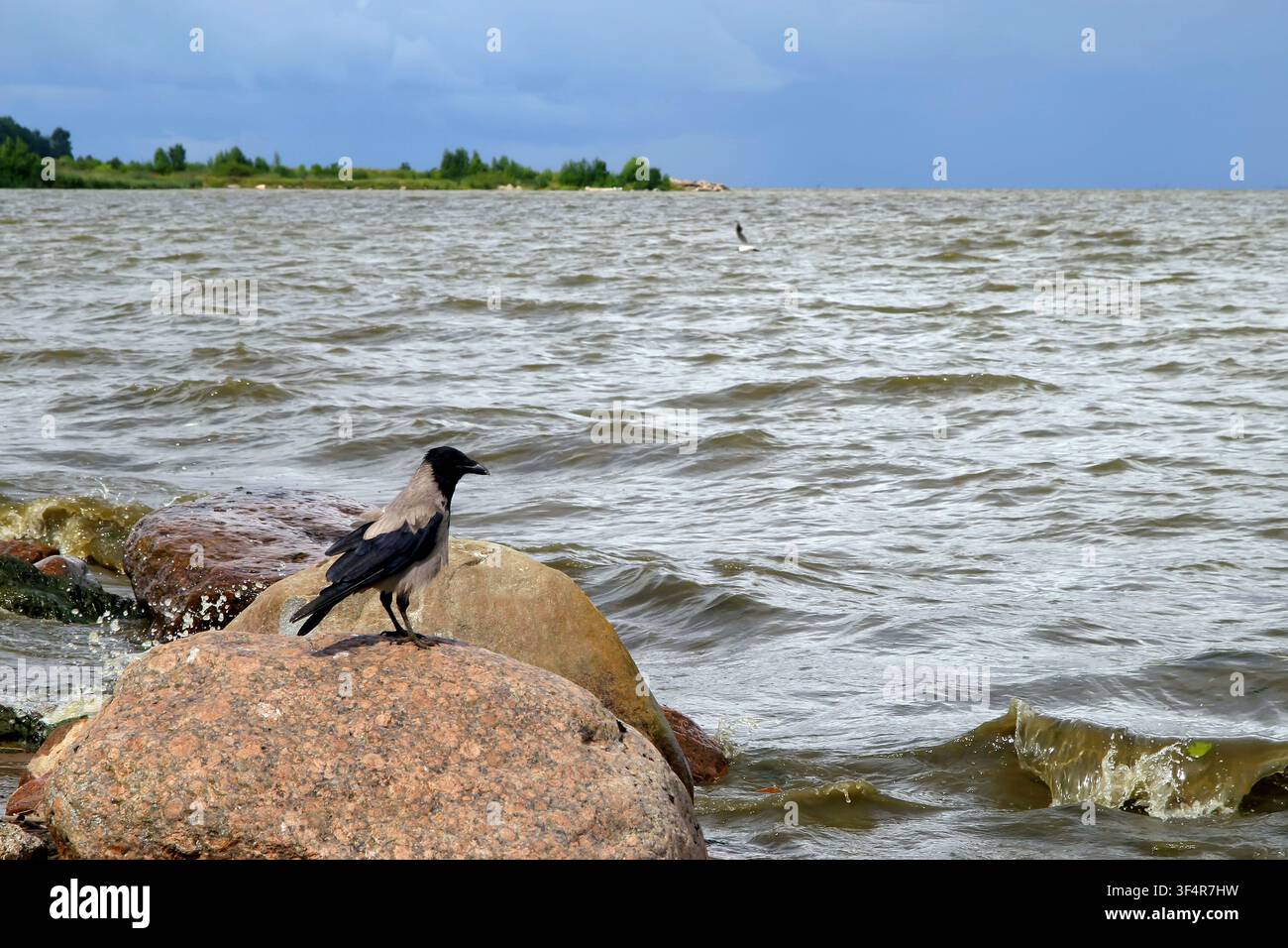 Eine Krähe sitzt auf einem Felsen und blickt über ein stürmisches Meer. Stockfoto