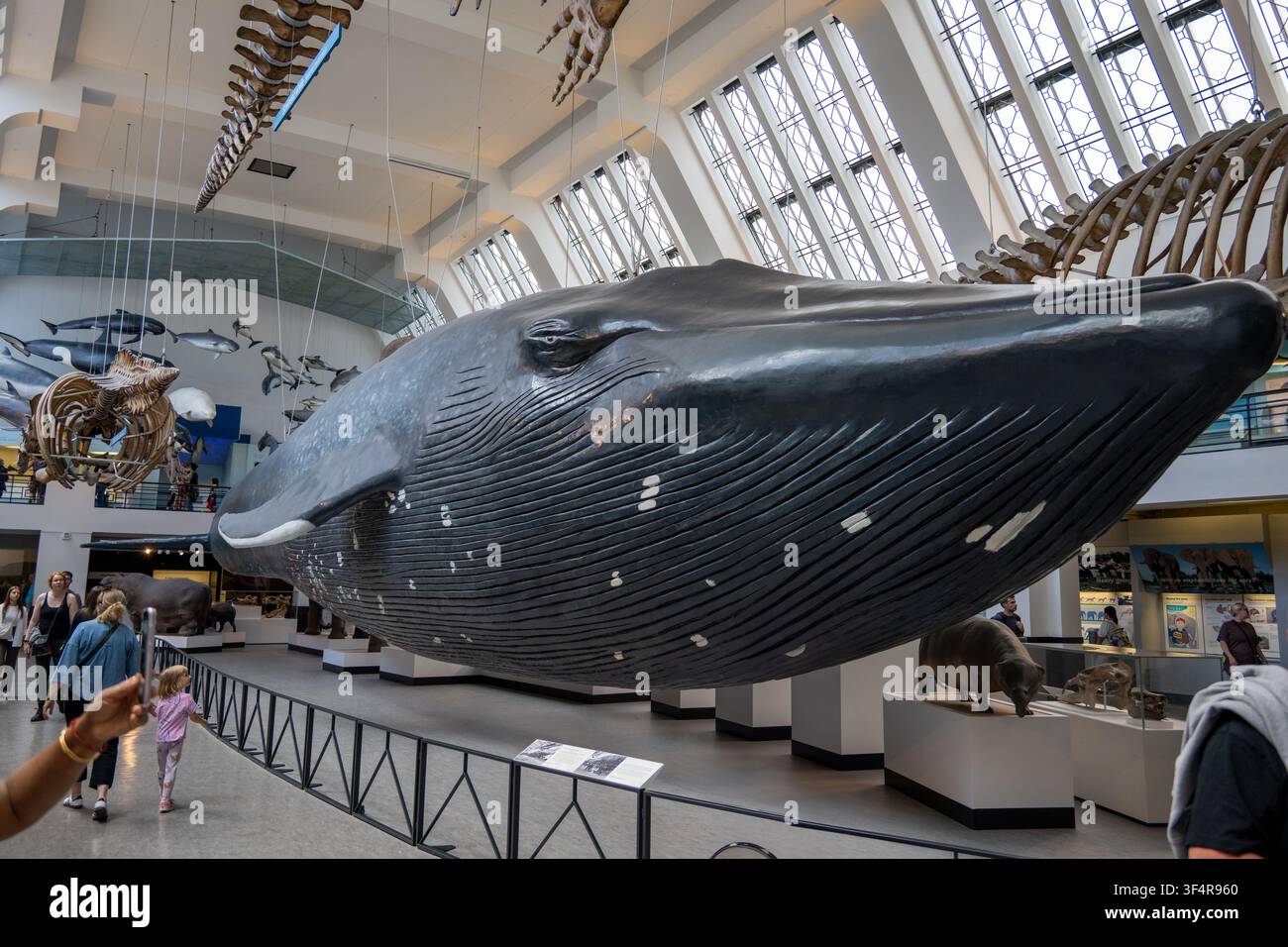 London, UK - 24. Jun 25: Blauwal-Modell, das über der Säugetiergalerie im Naturhistorischen Museum in London, England, aufgehängt ist. Stockfoto