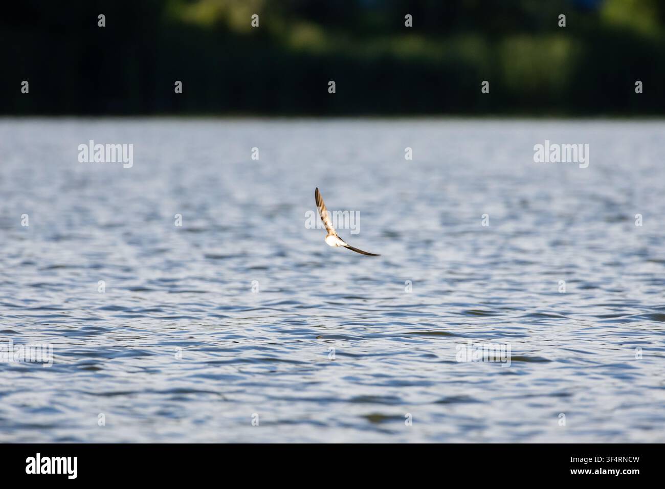 Ein schneller Vogel gleitet auf Augenhöhe über ruhiges Wasser, zarte Wellen ziehen unter seinen Flügeln, während der Hintergrund zu Bokeh verschmilzt, die Szene fängt Geschwindigkeit ein Stockfoto
