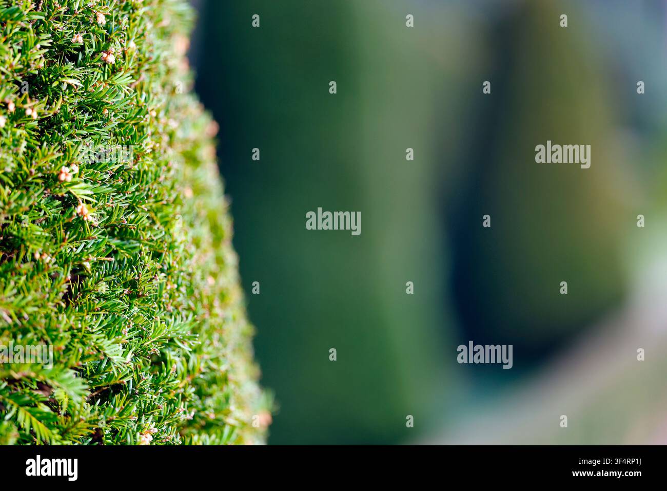 Das dichte, grüne Laub einer geschnittenen Nadelhecke. Garten im französischen Stil. Stockfoto