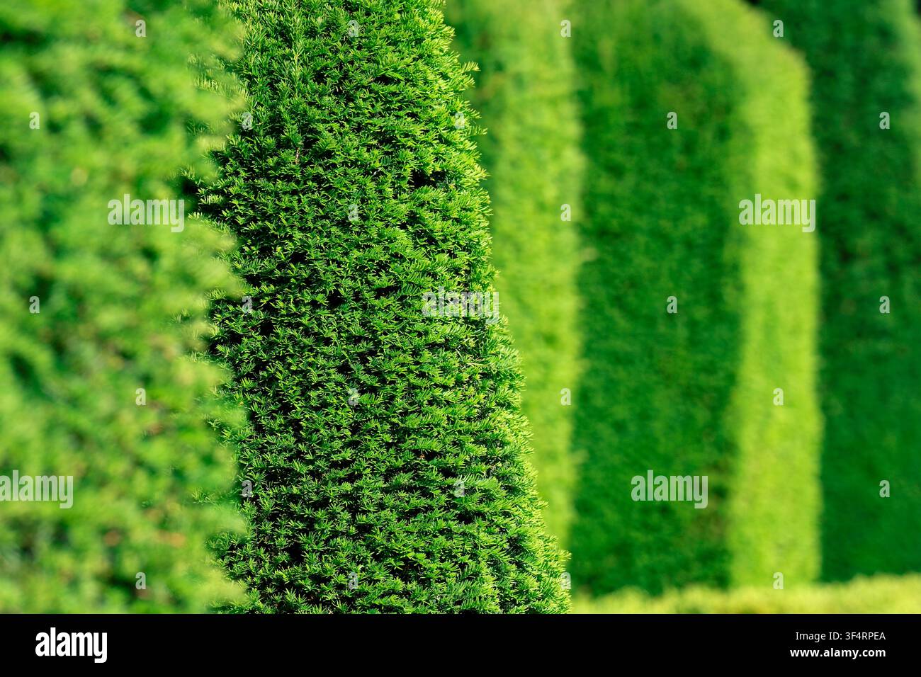 Geschnittene Eiben in einem französisch inspirierten Garten, die saubere und geordnete geometrische Formen aufweisen. Stockfoto