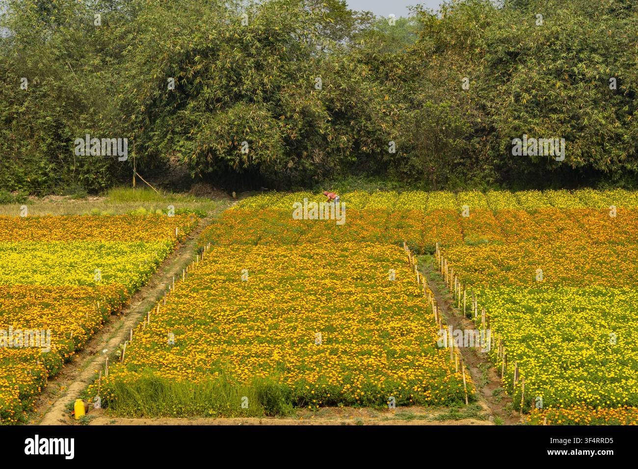 Felder mit gelben und orangefarbenen Blumen erstrecken sich in Khirai, Westbengalen, Indien Stockfoto