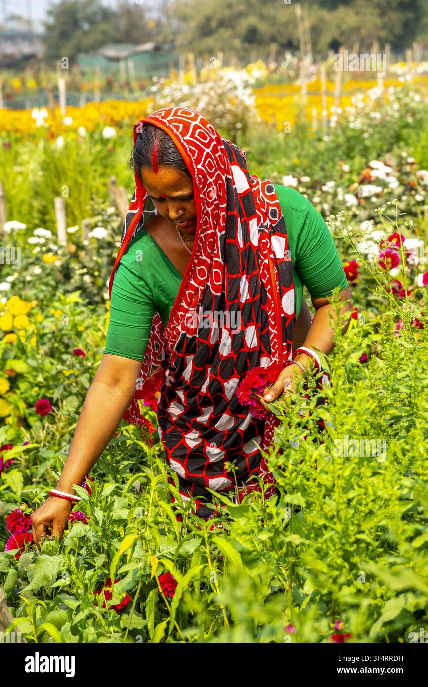 Eine Frau arbeitet im Khirai-Tal der Blumen in Westbengalen, Indien, und pflückt farbenfrohe Blumen in einem üppigen Garten. Stockfoto