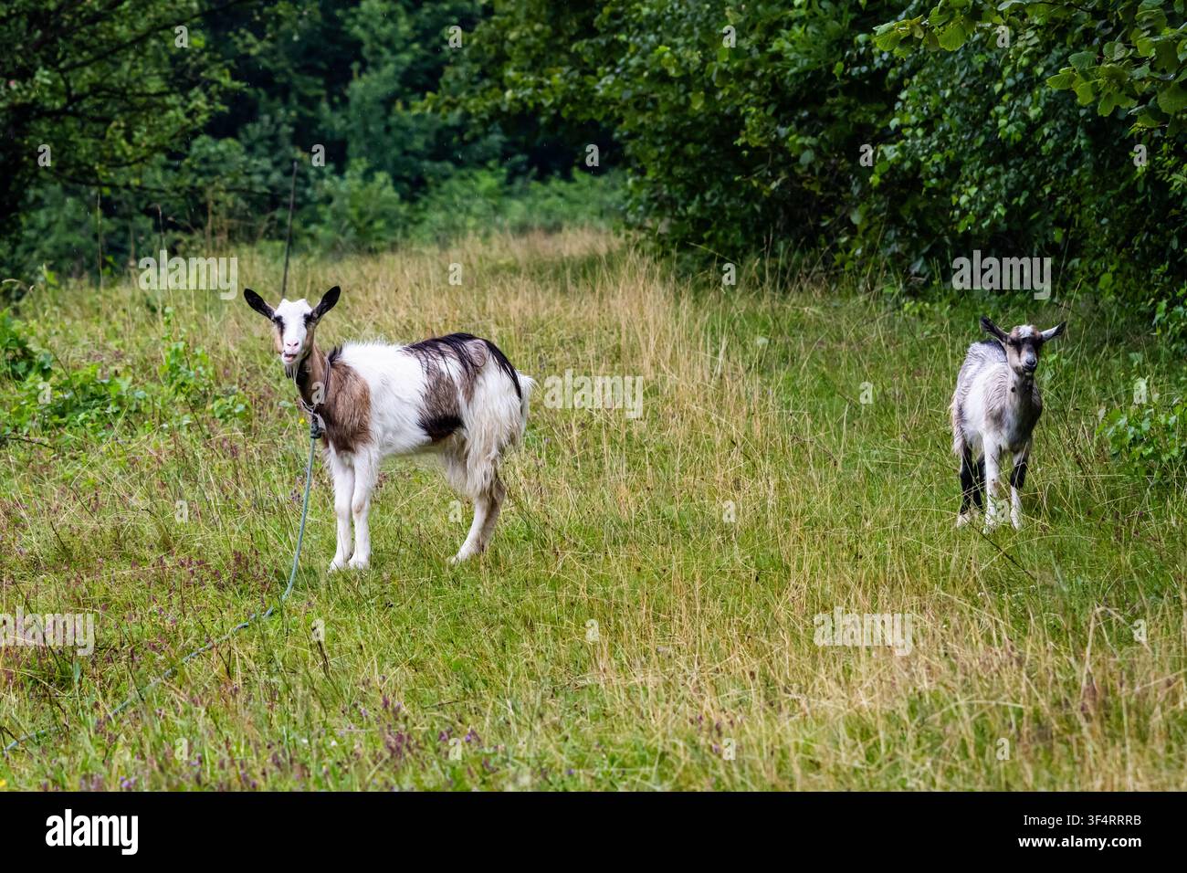 Zwei junge Ziegen stehen auf einem grasbewachsenen Pfad am Waldrand. Ihre aufmerksamen Ohren und ihr neugieriger Blick erfassen einen ungezwungenen Moment des Landlebens auf einer ruhigen Weide a Stockfoto