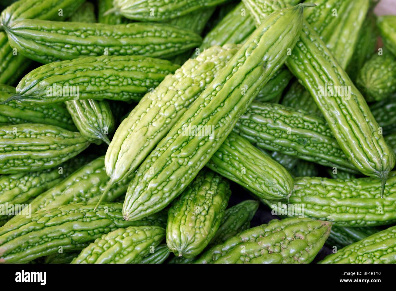 Eine Fülle von grünem Bitterkürbis, einem beliebten Gemüse in vielen asiatischen Küchen, bereit für die Verwendung in gesunden und schmackhaften Gerichten. Hoa Lu, Vietnam. Stockfoto