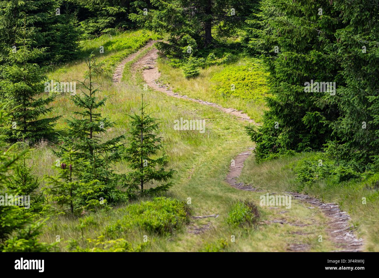 Schmaler Bergpfad windet sich durch helles alpines Gras, das von jungen Fichten und Tannen unter weichem Sommerlicht gesäumt ist und Wanderer zu einem üppigen Immergrün einlädt Stockfoto
