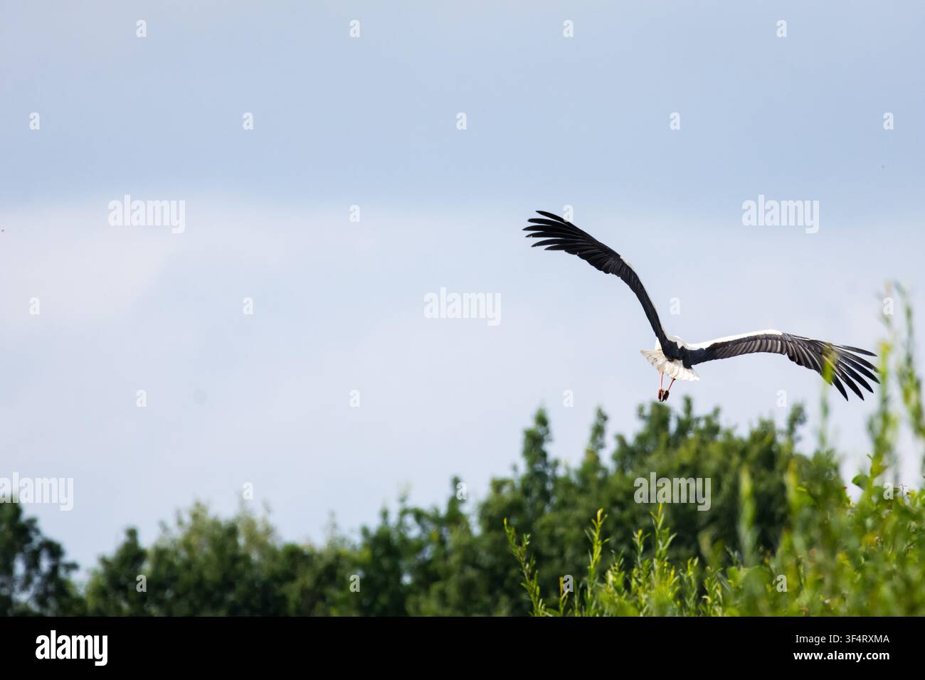 Weißer Storch dreht mit breiten, gebogenen Flügeln und gefächertem Schwanz über belaubten Baumkronen ab. Ein Zweig baumelt aus seinem Schnabel, während der Zugvogel gleitet Stockfoto