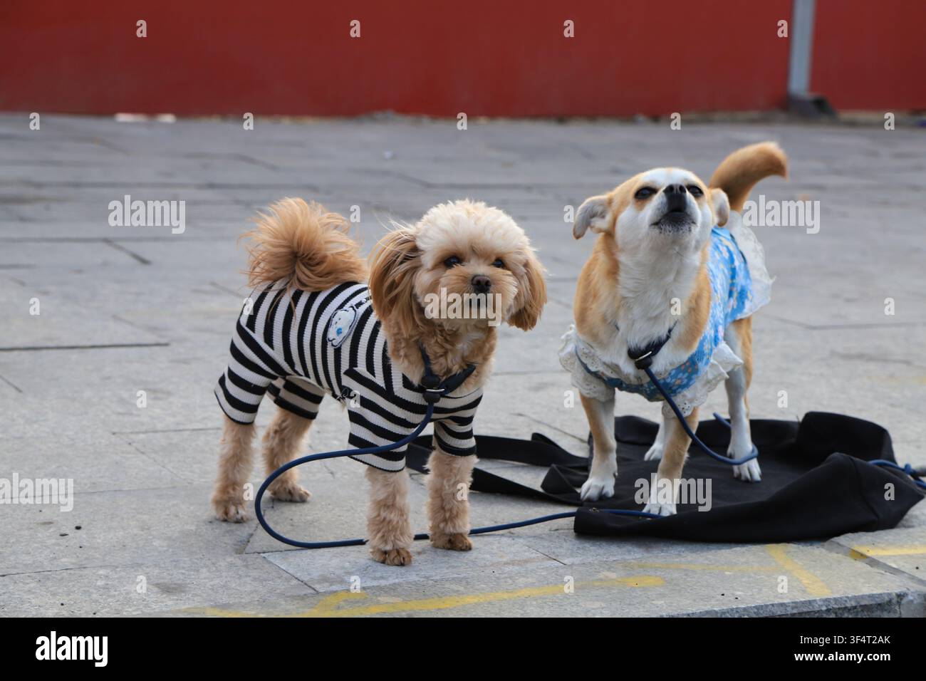 Zwei kleine Hunde in stilvoller Haustierkleidung stehen auf einem Steinpflaster vor einer roten Wand. Einer trägt einen schwarz-weiß gestreiften Overall, während t Stockfoto