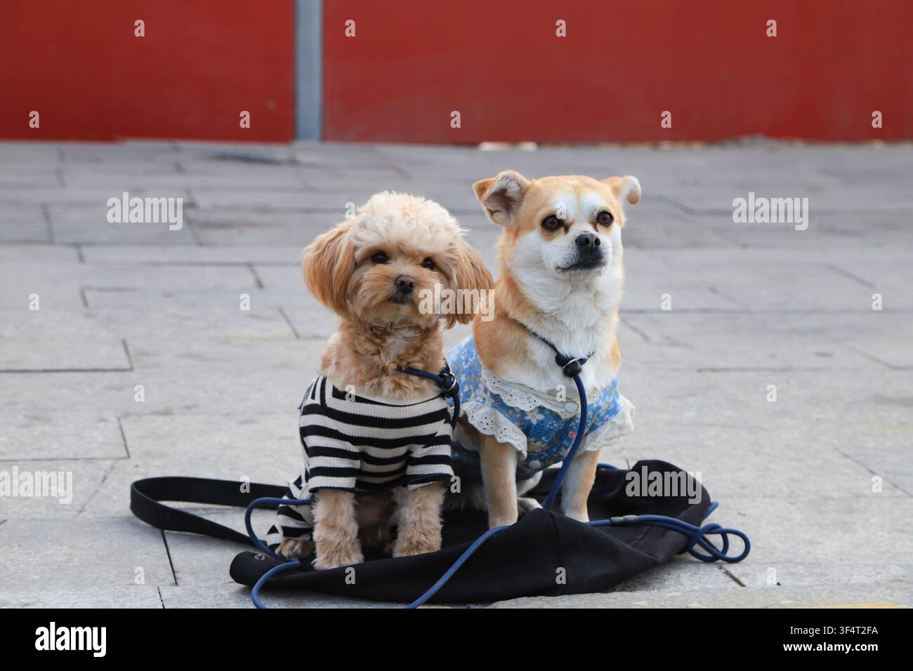 Zwei kleine Hunde in stilvoller Haustierkleidung stehen auf einem Steinpflaster vor einer roten Wand. Einer trägt einen schwarz-weiß gestreiften Overall, während t Stockfoto