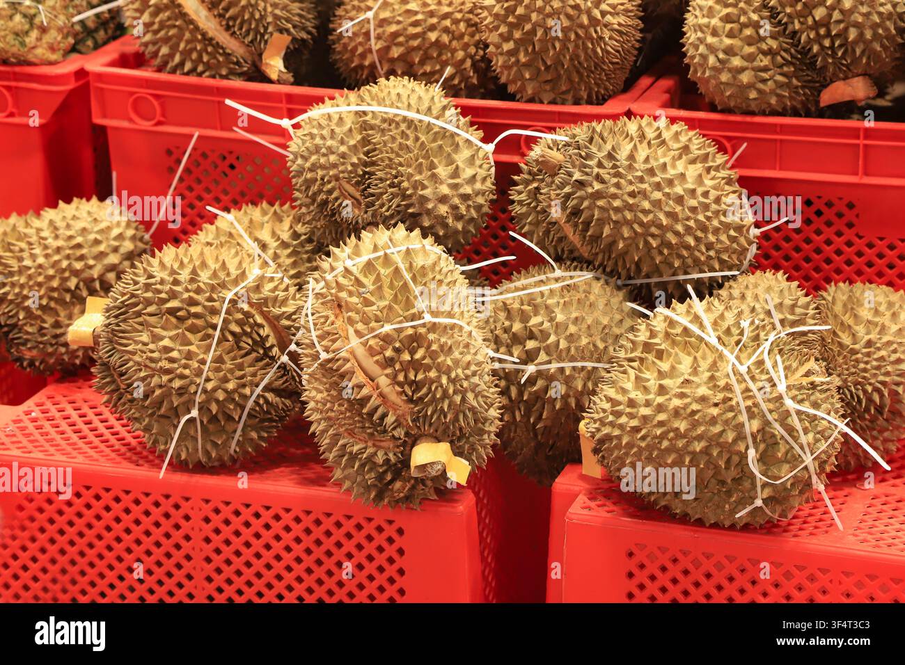 Eine Nahaufnahme von frischen Durian-Früchten, die mit weißen Kabelbindern zusammengebunden sind und in hellorangen Plastikboxen gestapelt werden. Die stacheligen Früchte zeigen ihr reiches, cremiges Stockfoto
