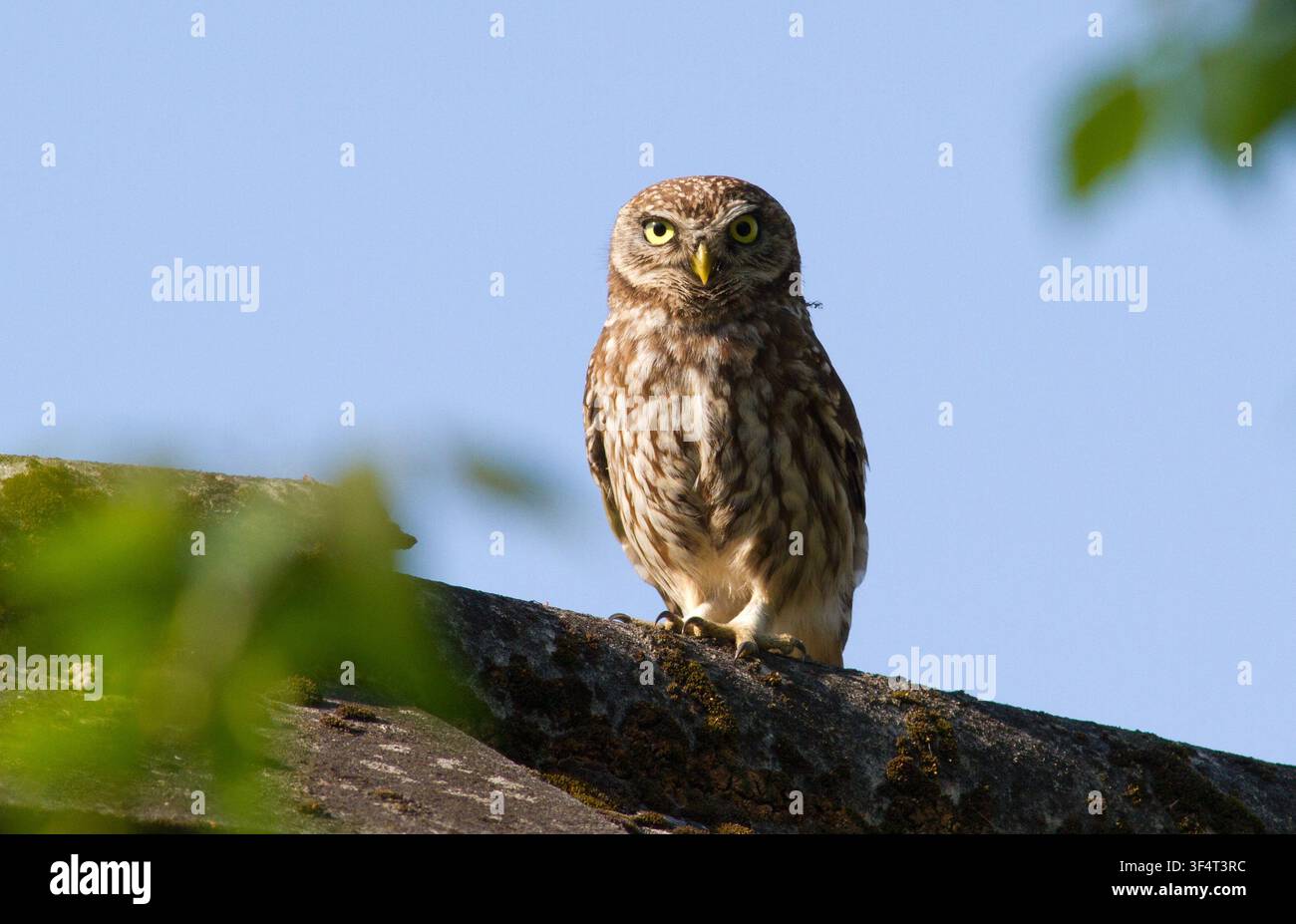 Kleine Eule, die auf einer verwitterten Schieferdachkante sitzt, vor blauem Himmel und grünem Laubhintergrund. Stockfoto