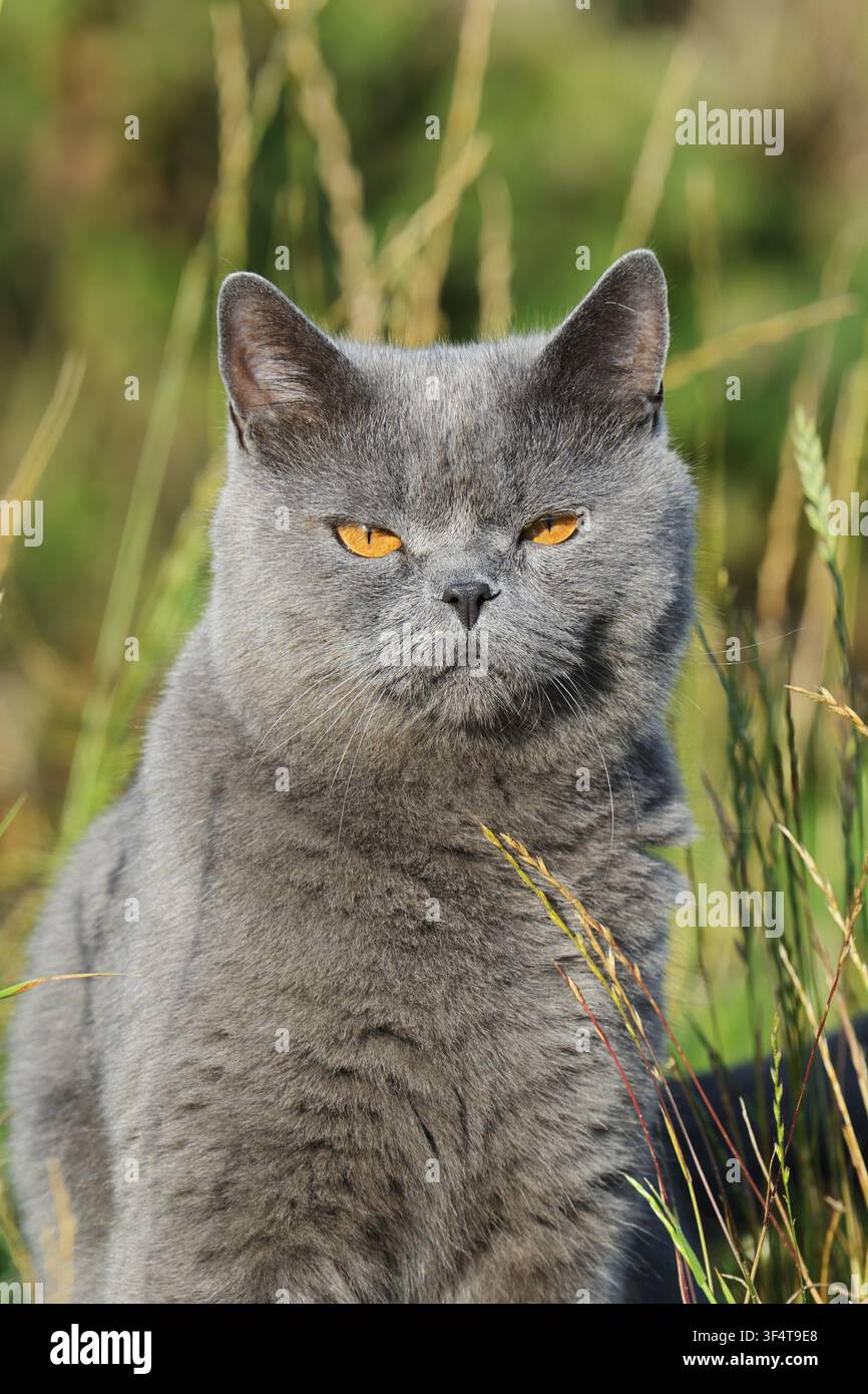 Exotische Kurzhaarkatze, Porträt, Nordrhein-Westfalen, Deutschland Stockfoto