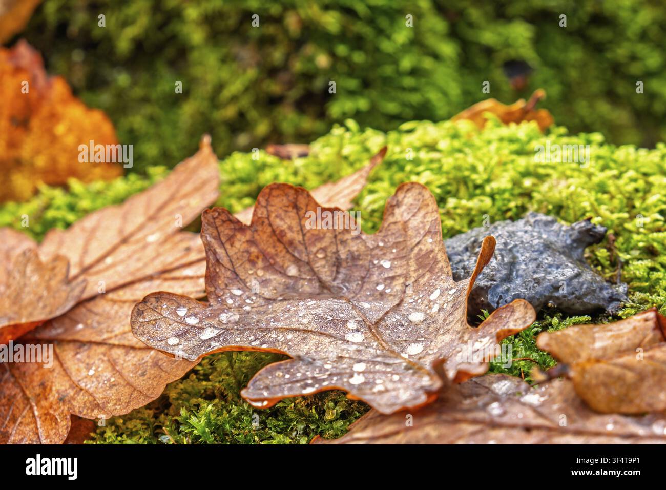 Gefallene Eichenblätter ruhen auf hellgrünem Moos, bedeckt mit kleinen Tröpfchen Feuchtigkeit im Herbst Stockfoto