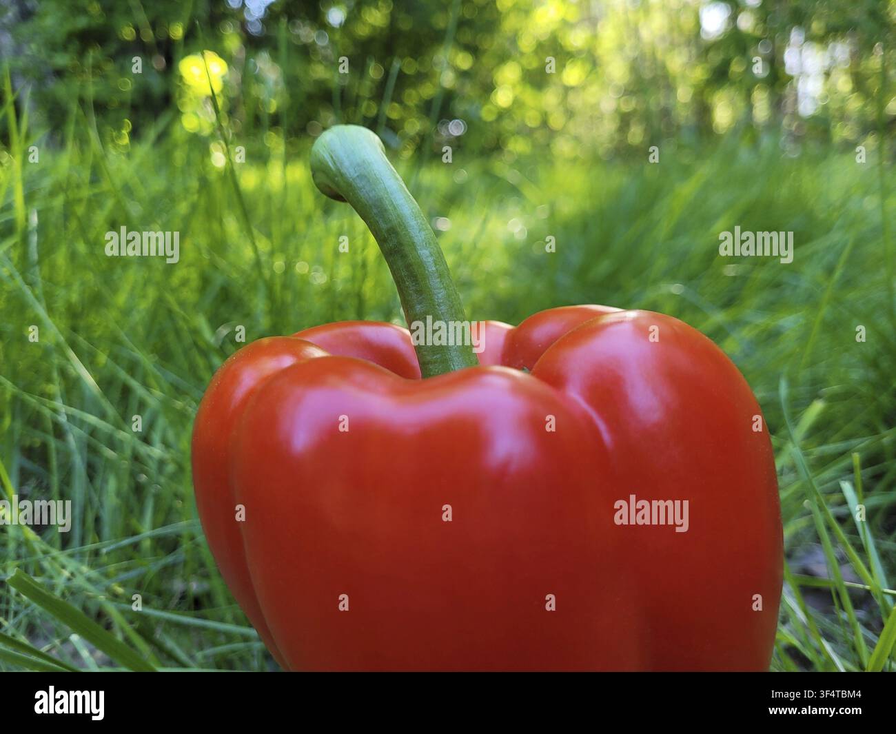 Frischer Pfeffer vor einem Tageslicht-Hintergrund Stockfoto