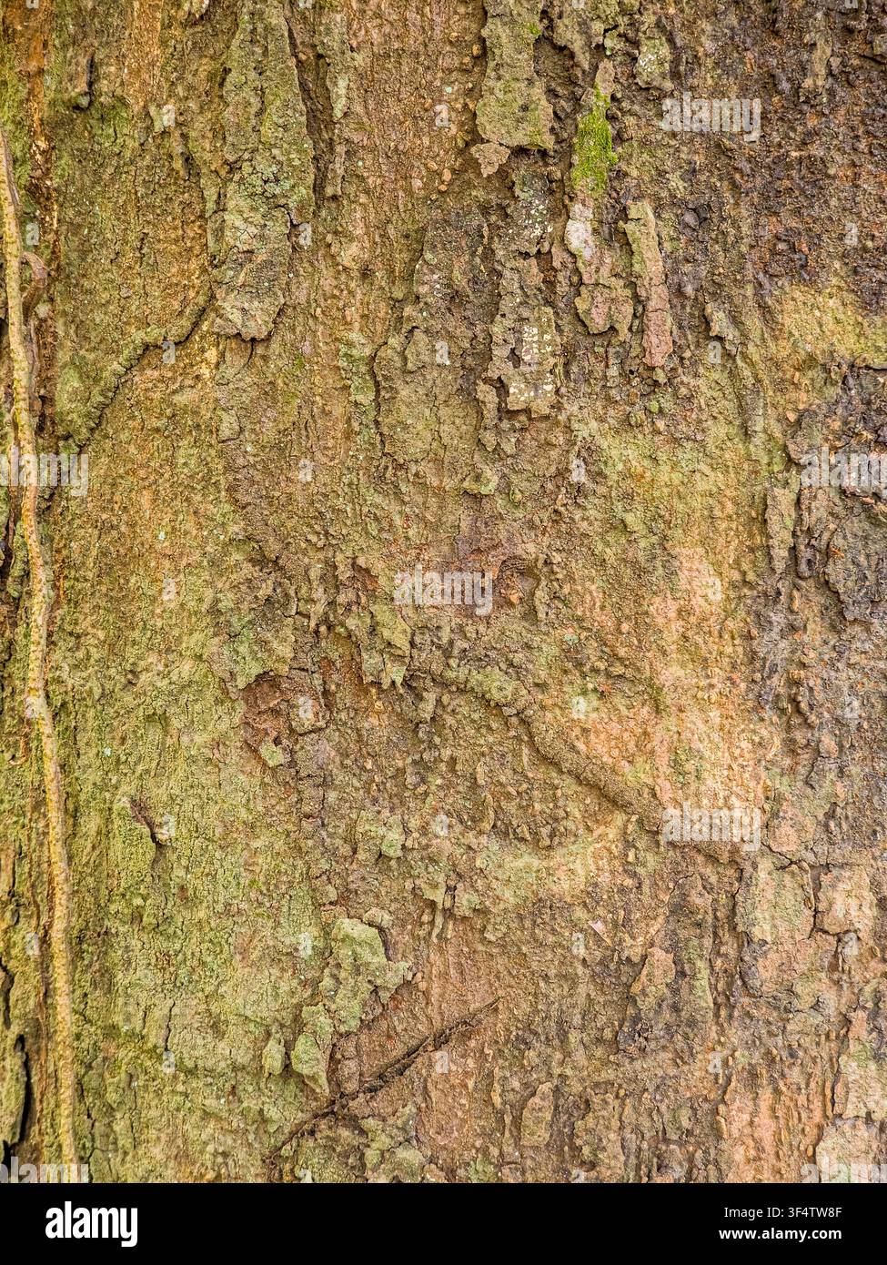 Nahaufnahme-Makroaufnahme der rauen Baumrindenstruktur mit grünlichen Moospflastern und einer dünnen Kletterpflanze, die an der Seite hinunterläuft - Smartphone-aufgenommenes Stockfoto