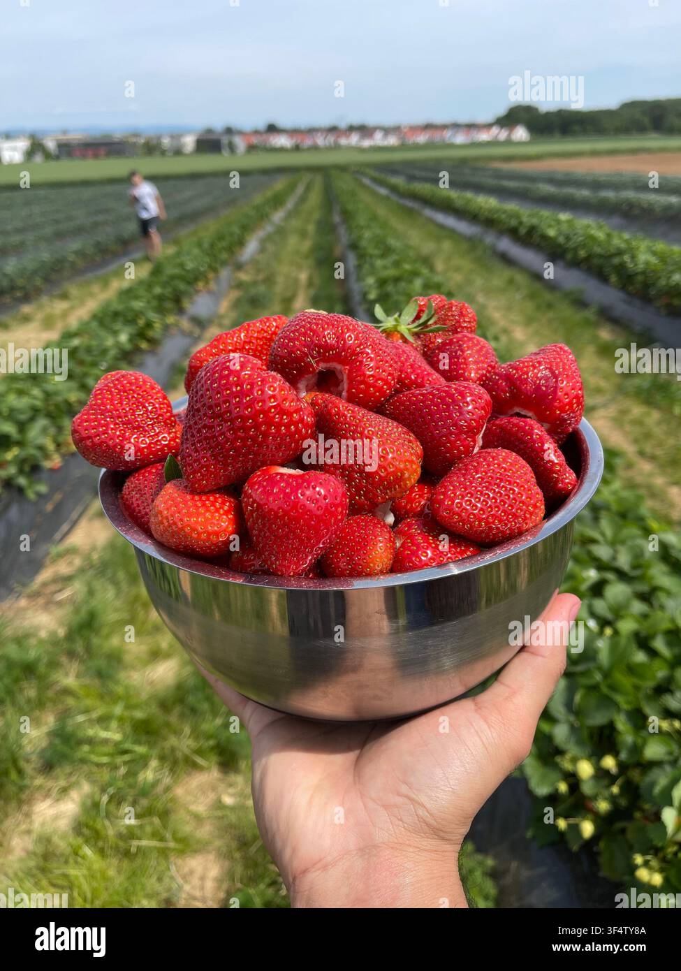Frische rote Erdbeeren in einer Metallschale, die von Hand im Freien auf einem sonnigen Beerenbauernfeld gehalten wird. - Smartphone-aufgenommenes Stockfoto