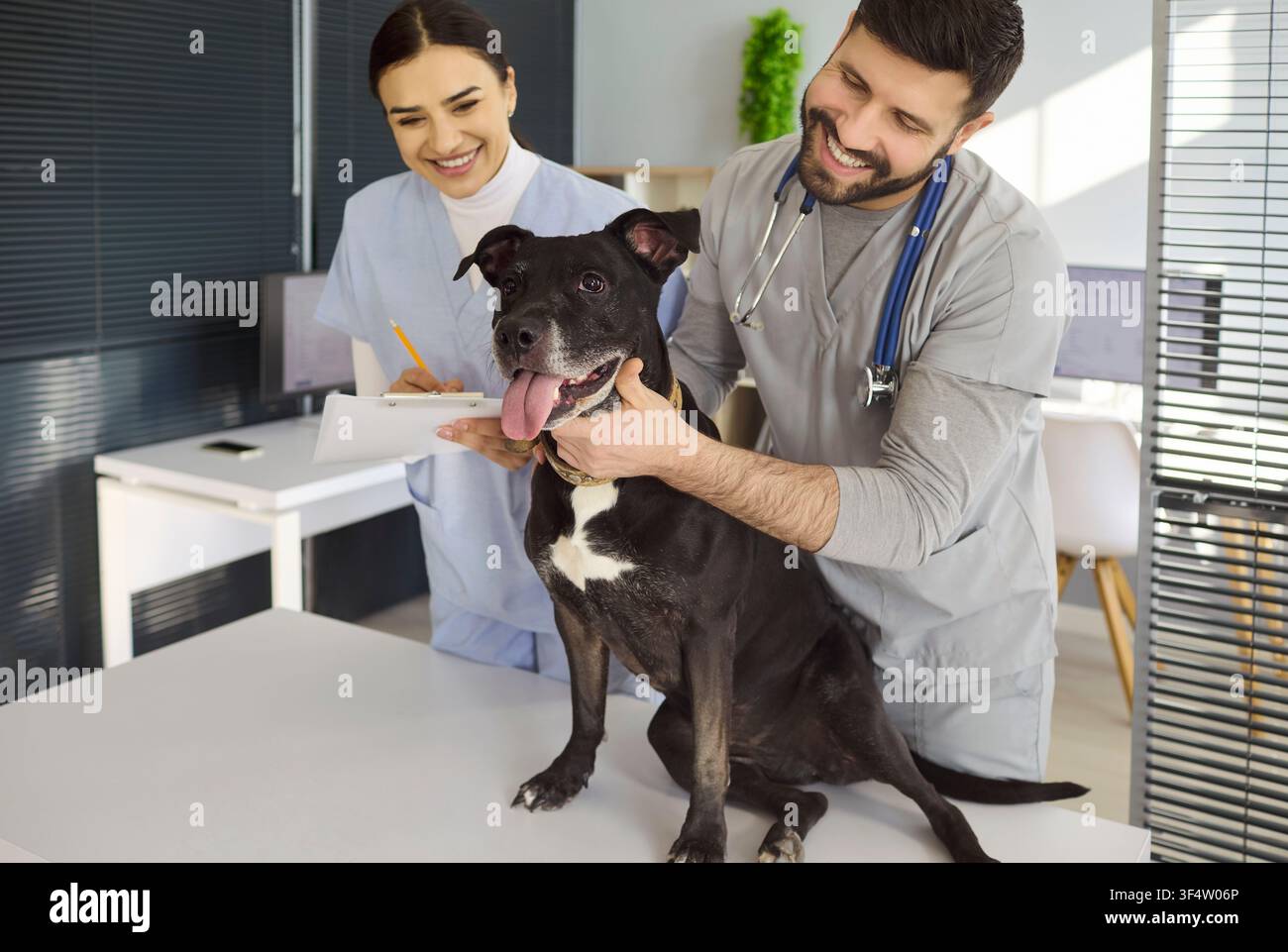 Tierarzt untersucht glücklichen Hund mit Krankenschwester in moderner Tierklinik-Innenausstattung Stockfoto