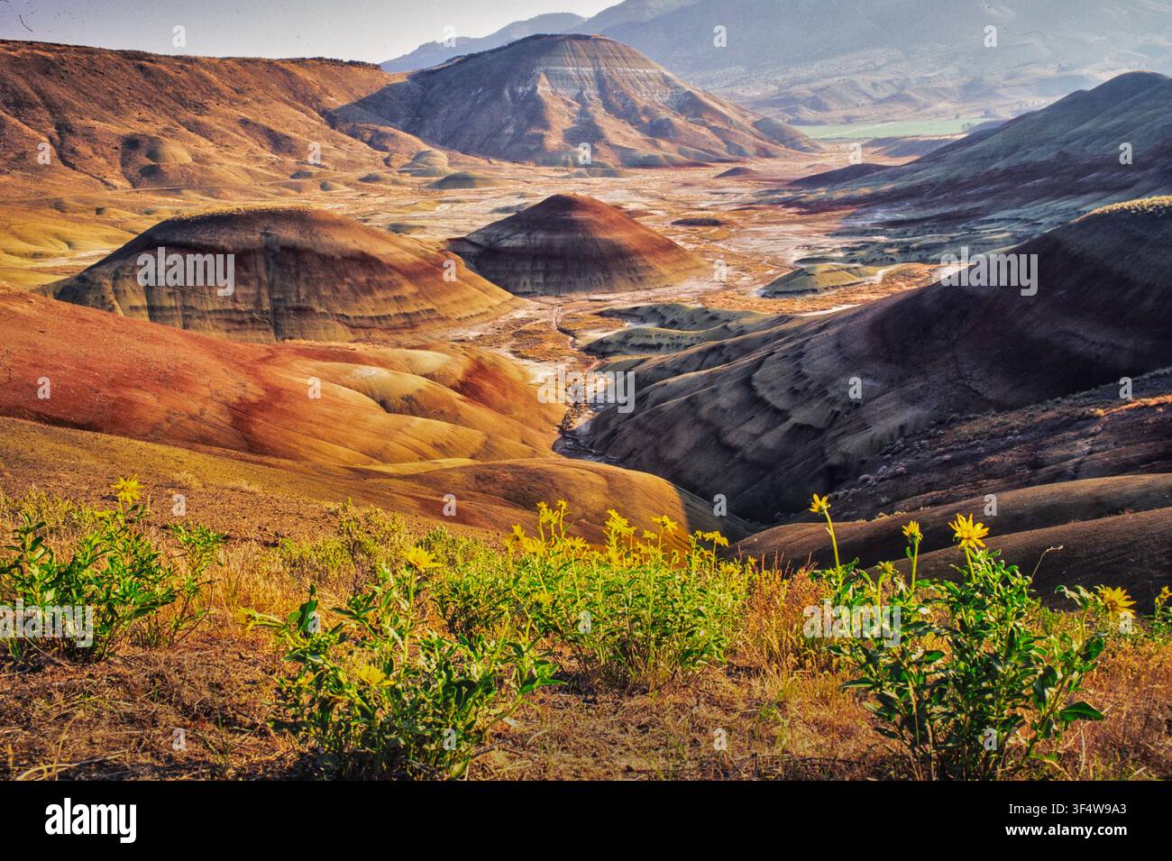 Painted Hills mit Wildblumen, Oregon Stockfoto