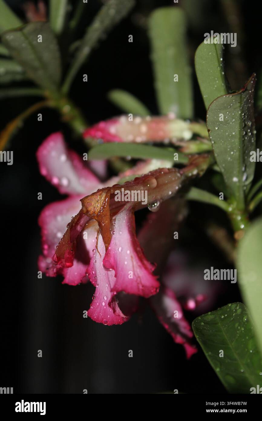 Blumenästhetik Stockfoto