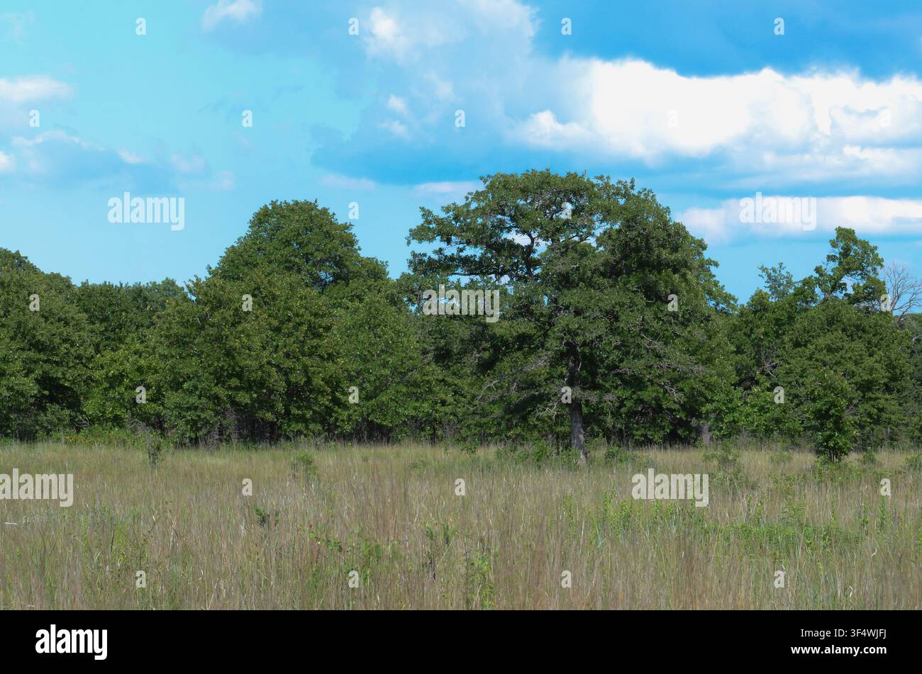 Cross Timbers-Lebensraum im zentralen Oklahoma Stockfoto