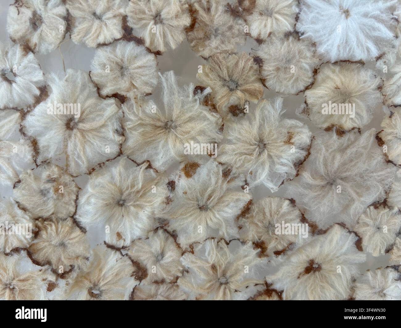 Dekorativer Hintergrund mit natürlich getrockneten Blumen, die in transparentem Harzartwork eingekapselt sind Stockfoto