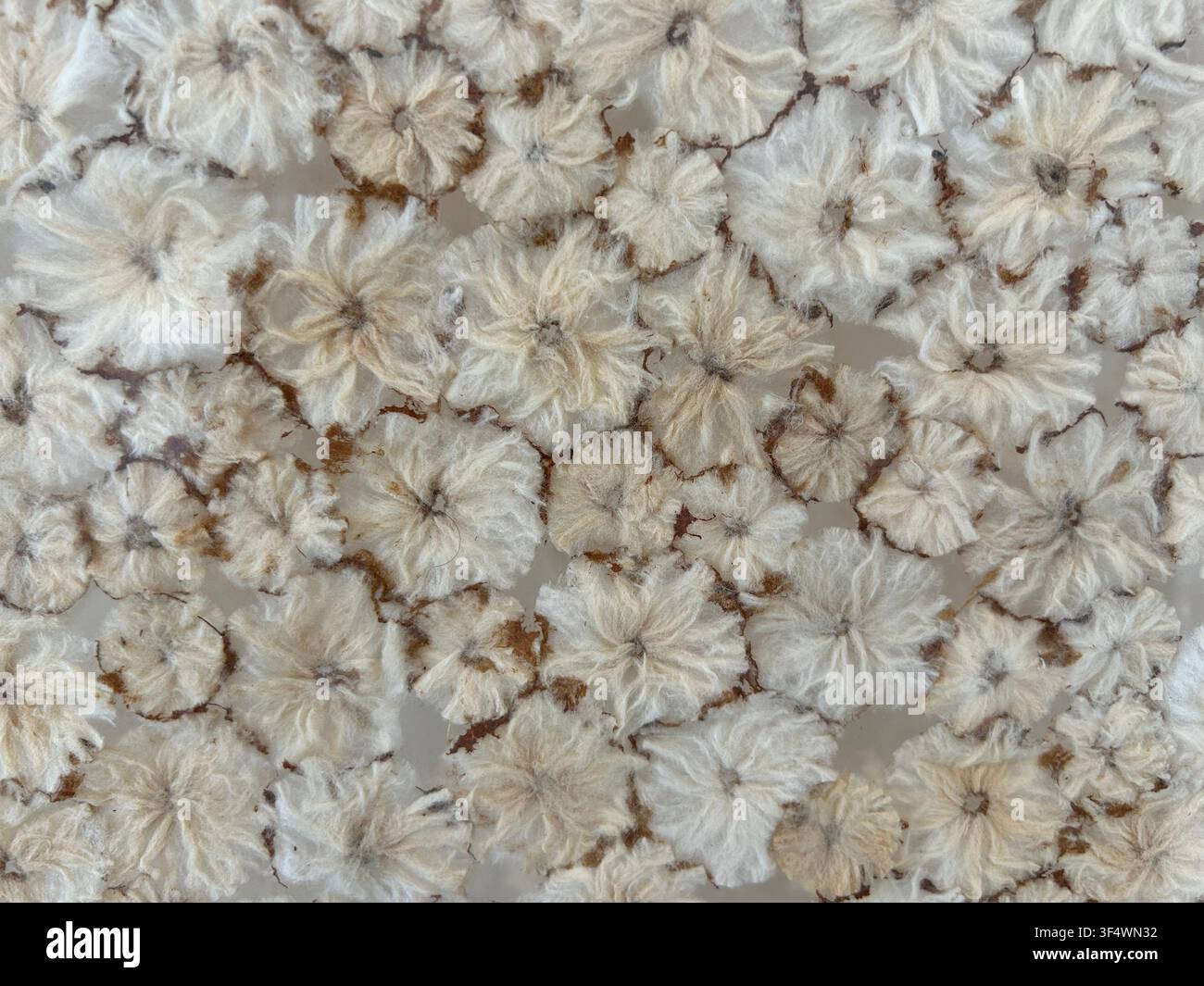 Dekorativer Hintergrund mit natürlich getrockneten Blumen, die in transparentem Harzartwork eingekapselt sind Stockfoto
