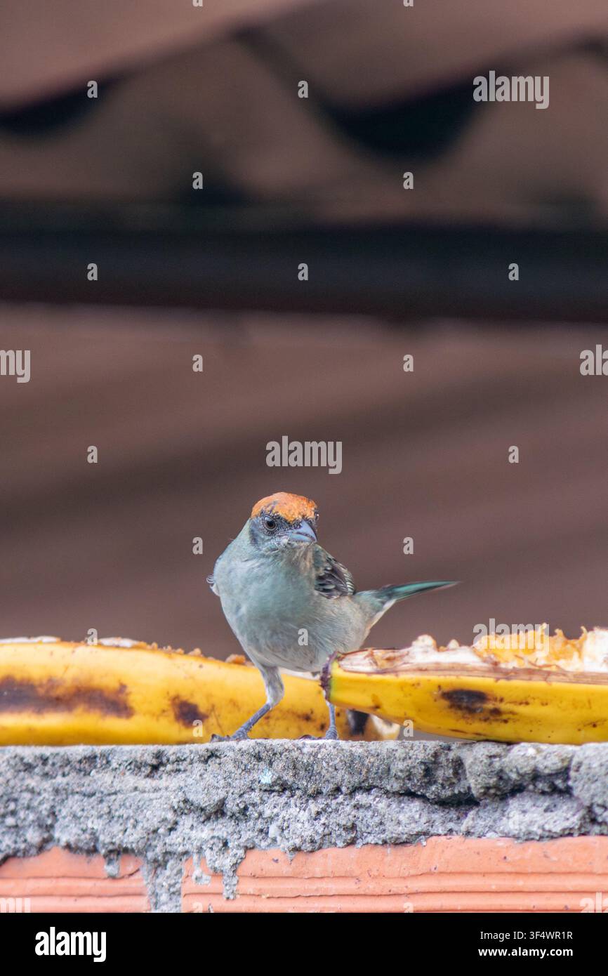 Braungelbb Banner auf einer Betonmauer sitzend, eine reife Banane fressend, zeigt natürliches Nahrungssuchverhalten in einer städtischen oder vorstädtischen Umgebung während Stockfoto