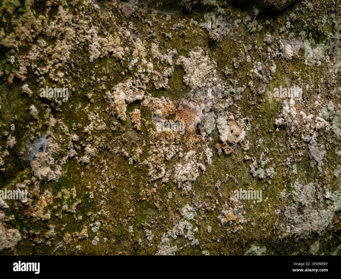 Makro-Nahaufnahme einer verwitterten Steinmauer-Oberflächentextur, bedeckt mit rauer Flechte und Moos, mit Spinnennetzdetails Stockfoto