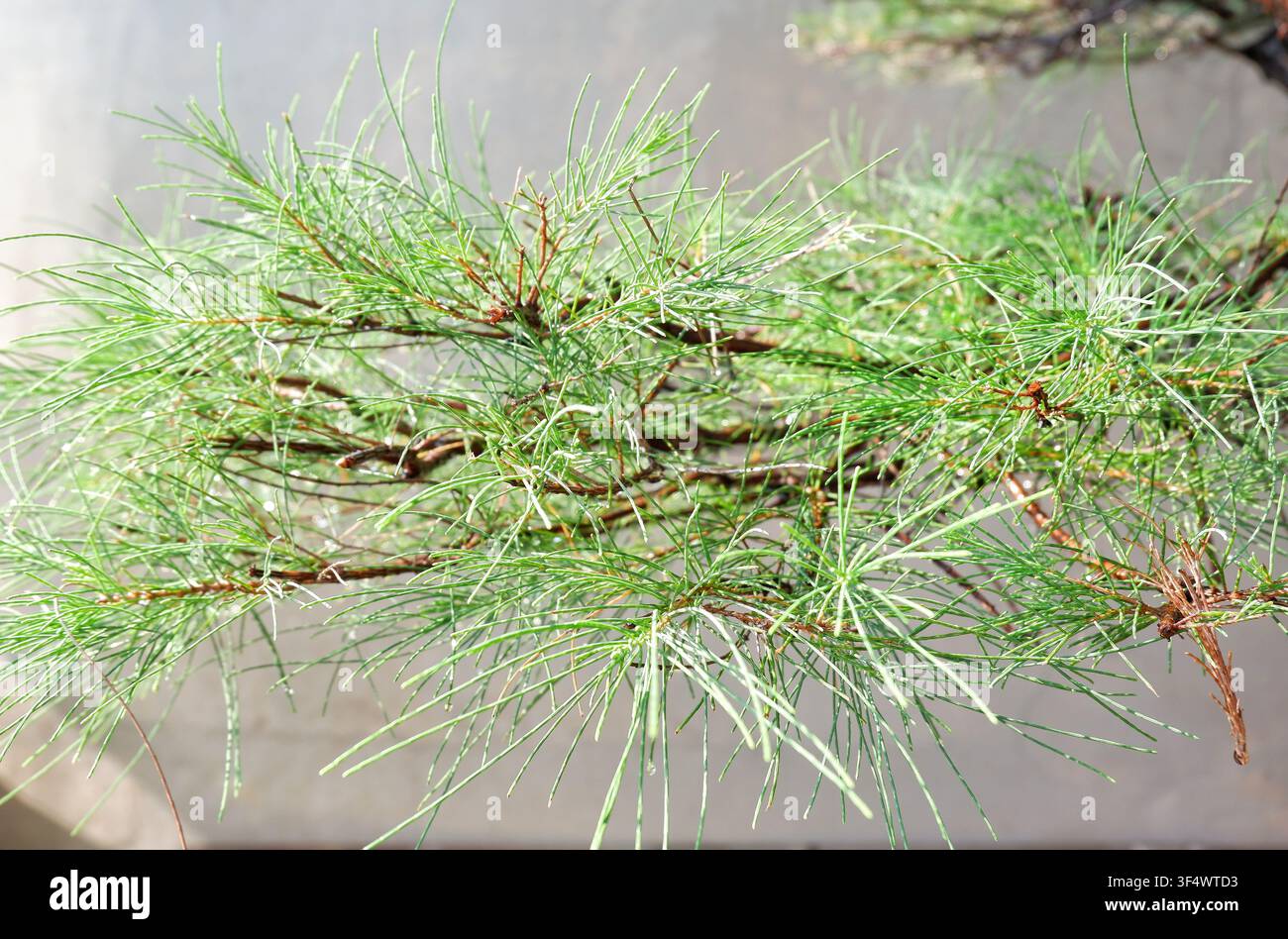 Eine Nahaufnahme von dünnen, nadelförmigen grünen Blättern an einem Ast, bedeckt mit frischen Morgentautropfen vor neutralem Hintergrund Stockfoto