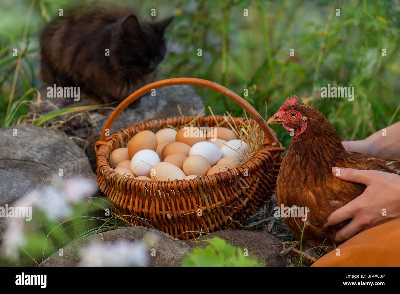 Frische Eier füllen einen Weidenkorb, während der Bauer eine Henne in einem blühenden Garten hält. Bauer hält eine Henne mit einem Korb voller frischer Eier im Garten. Stockfoto