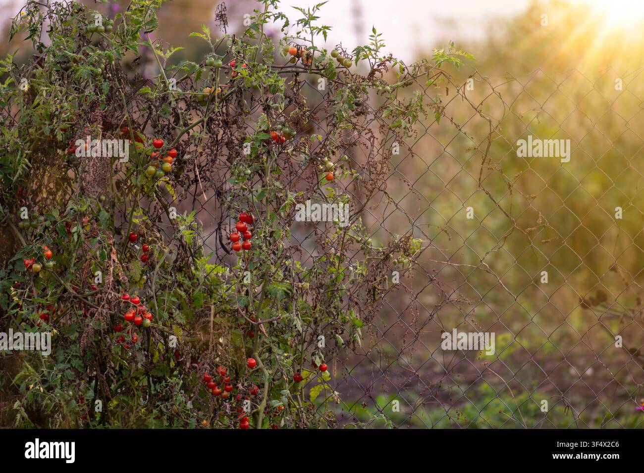 Bio-Tomaten reifen an der Busch mit sichtbaren Stielen und Blättern. Konzept des nachhaltigen Gärtnerns spiegelt gesunde Lebensmittelproduktion wider. Kirsch- und Traubentomaten Stockfoto