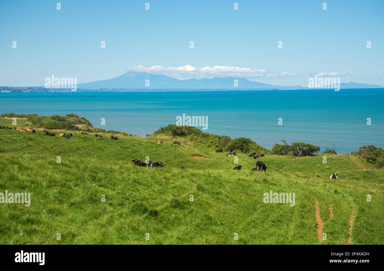 Kühe grasen auf einer Küstenweide mit Mount Taranaki und der Tasmansee im Hintergrund, Neuseeland, 7. Januar 2024 Stockfoto