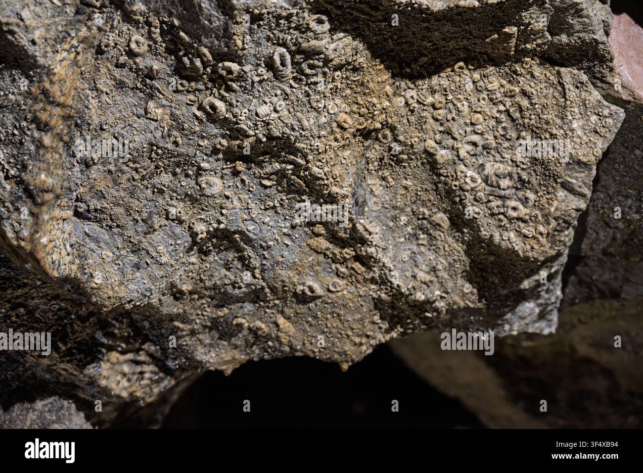 Eine detaillierte Nahaufnahme zeigt eine dichte Ansammlung von prähistorischen Meereslilien- und Muschelfossilien, die in die Kalksteinwand der Treak Cliff-Höhle eingebettet sind Stockfoto