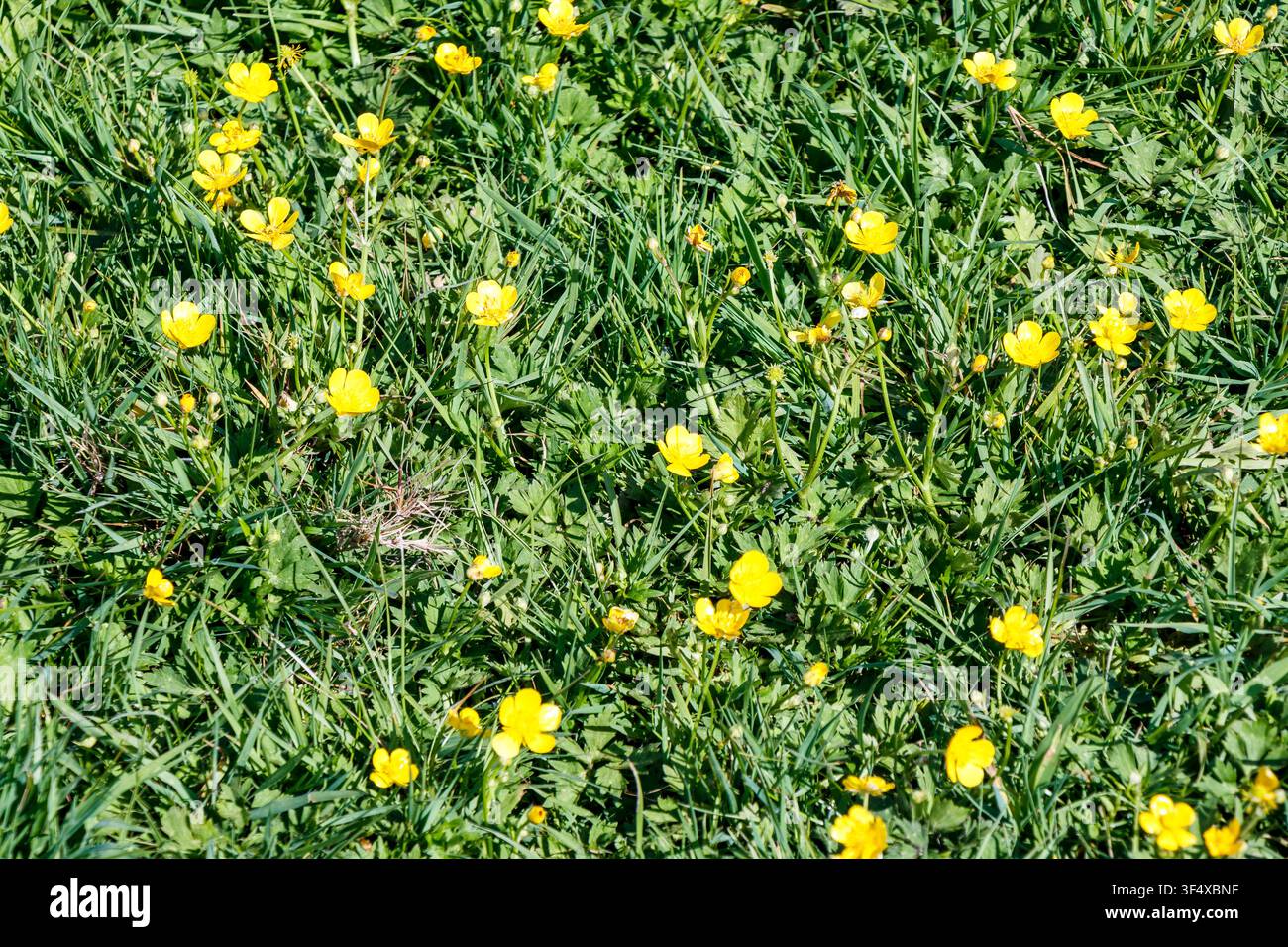 Butterblumen wachsen im Gras an einem sonnigen Frühlingstag in London, UK Stockfoto