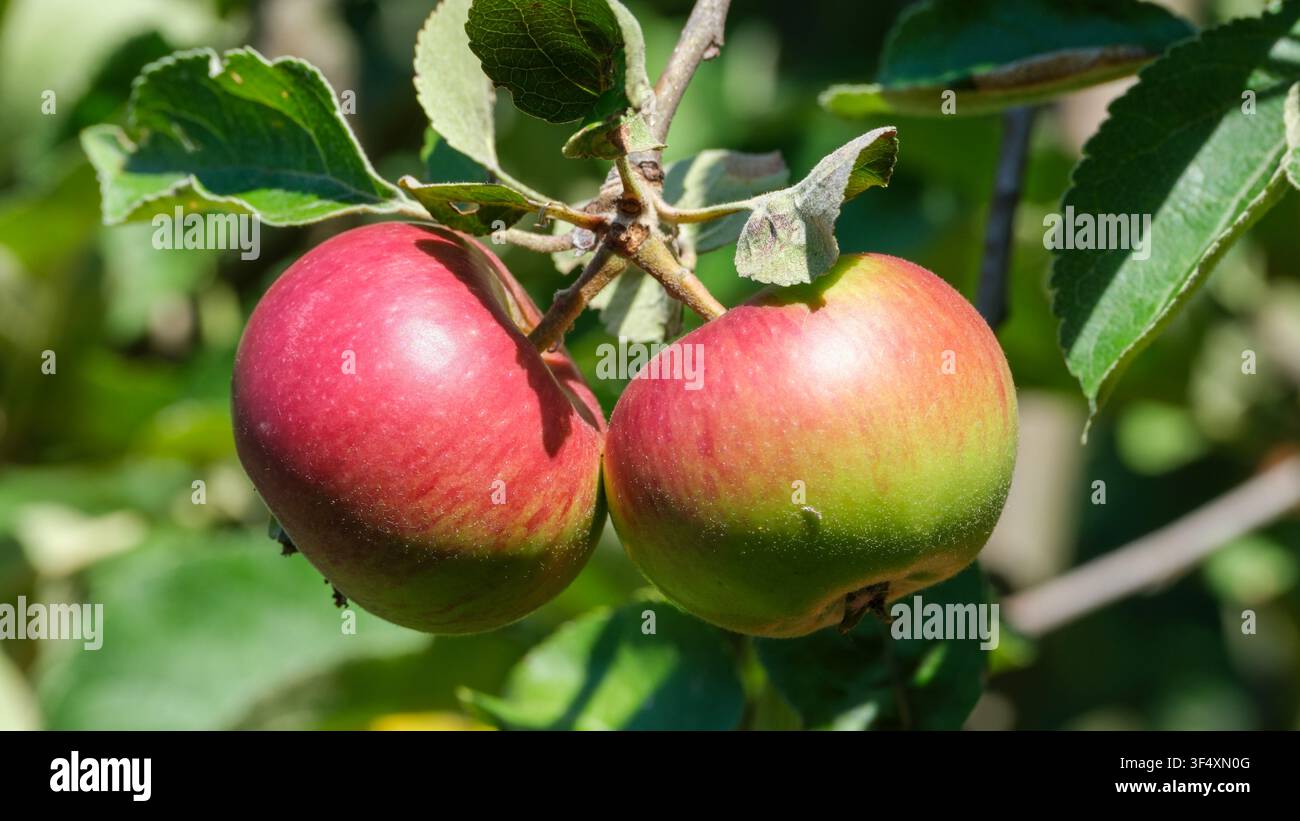 Nahaufnahme von zwei reifen roten und grünen Äpfeln, die an einem gesunden Ast in einem sonnigen Obstgarten hängen. Frische saisonale Früchte mit natürlichem Laub und weichem Bl Stockfoto