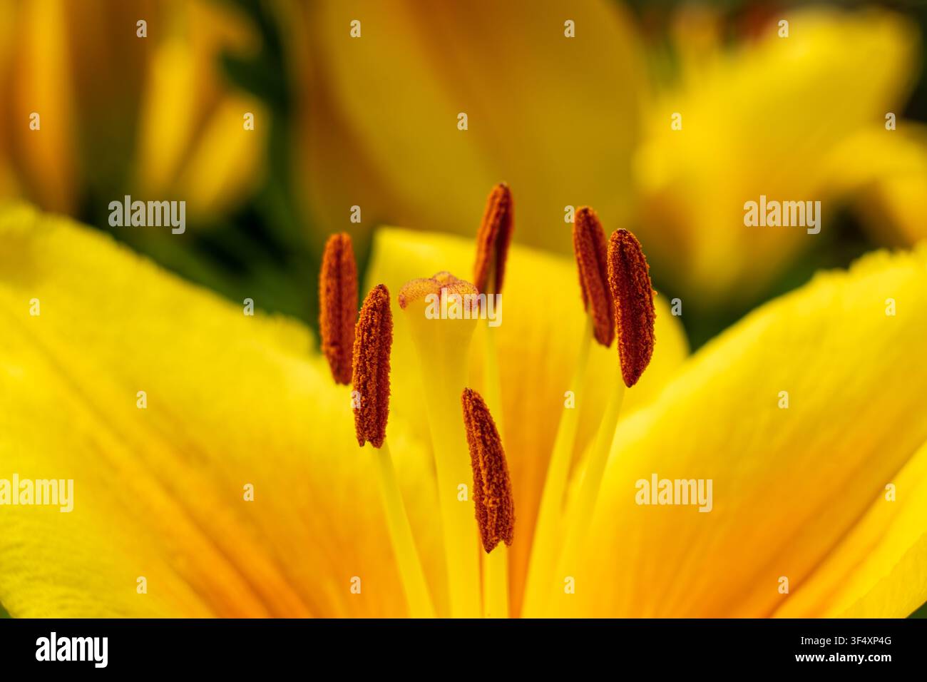Nahaufnahme der Staubfäden einer gelben Lilie mit braunem Pollen Stockfoto