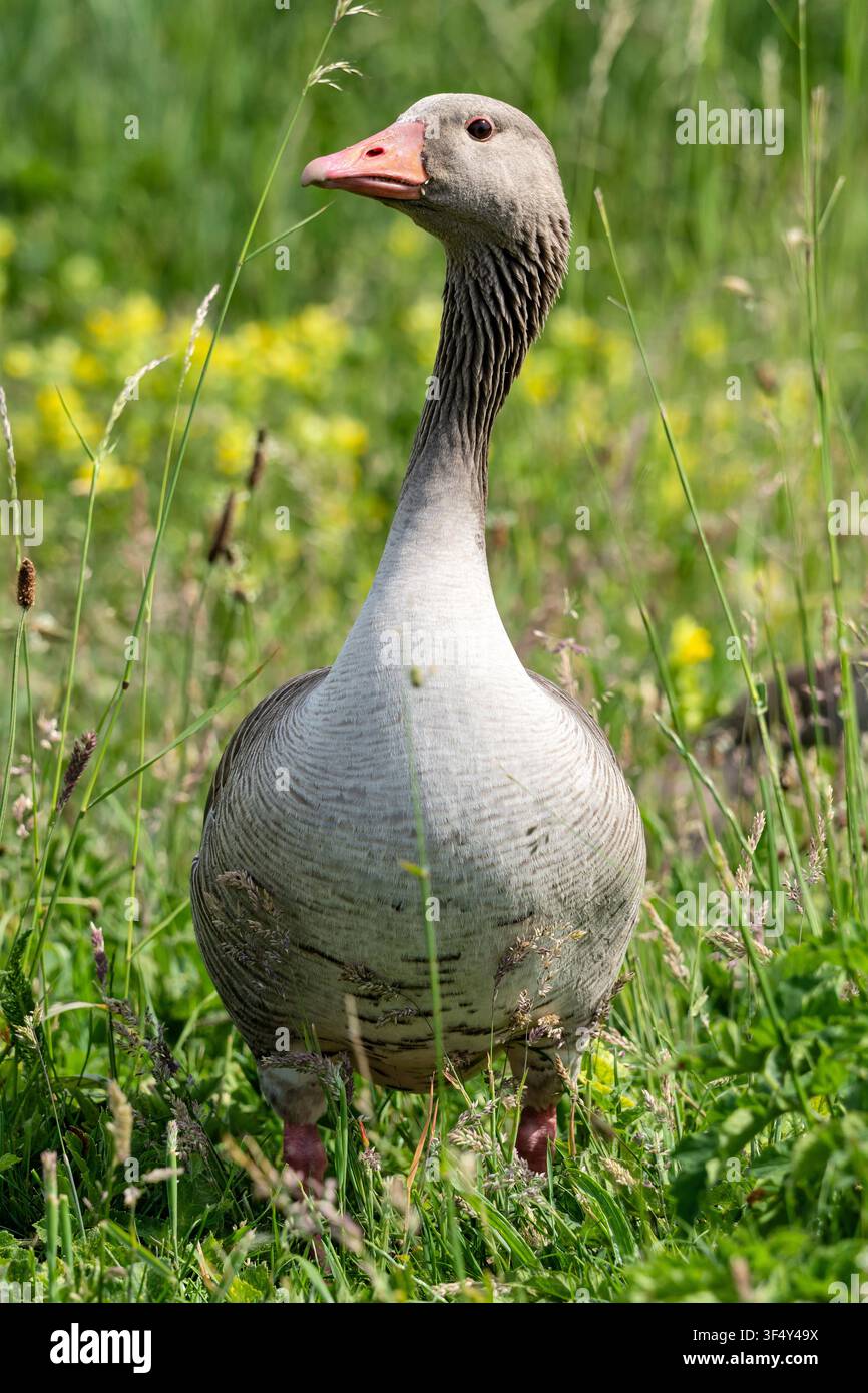 Erwachene Graugans (Anser anser) steht aufrecht in einem Grashalmfeld Stockfoto