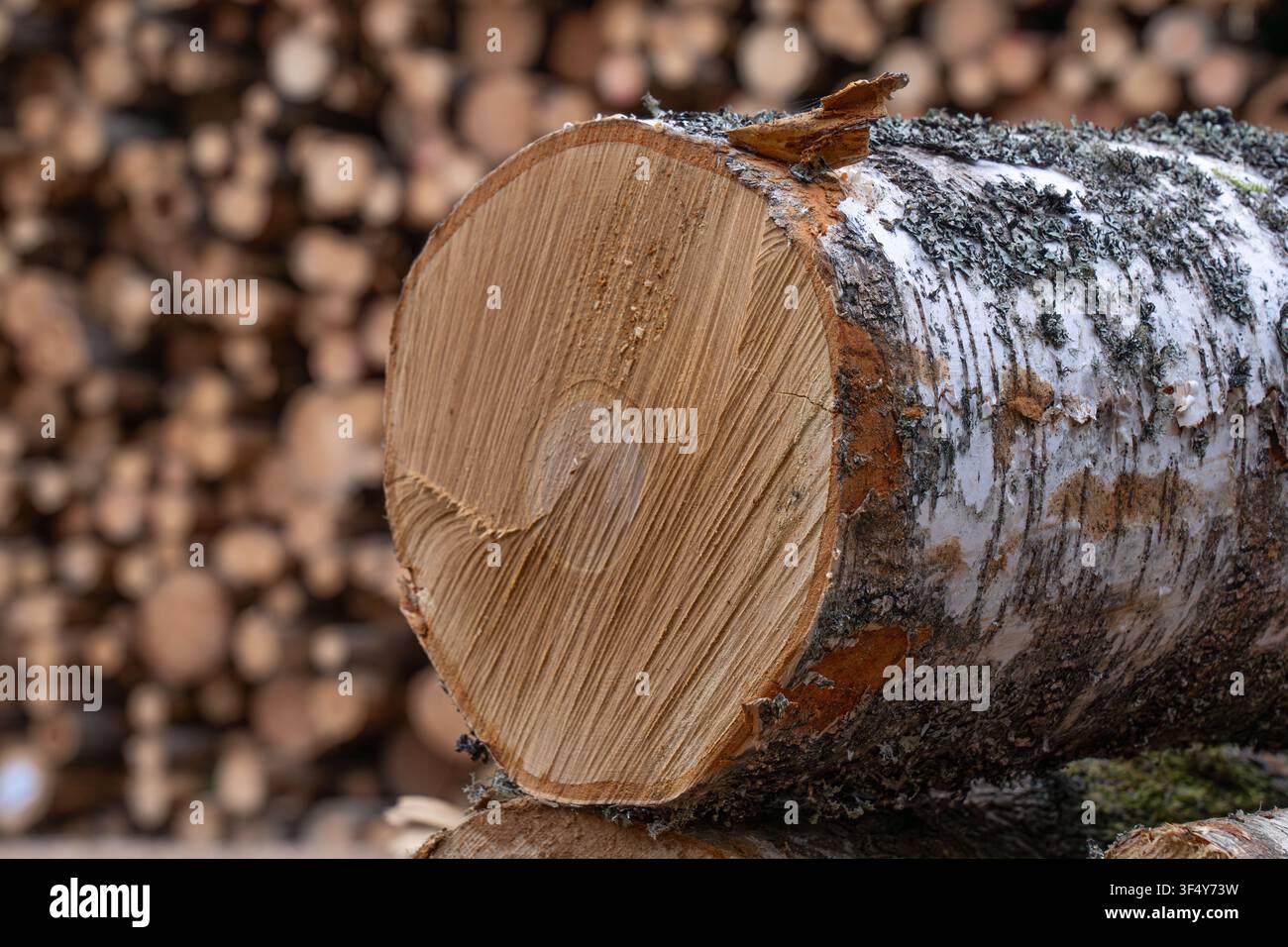 Nahaufnahme eines frisch geschnittenen Birkenstamms mit gestapeltem Holz im Hintergrund, unscharf, auf einer bewirtschafteten Forstfläche in Lettland. Stockfoto