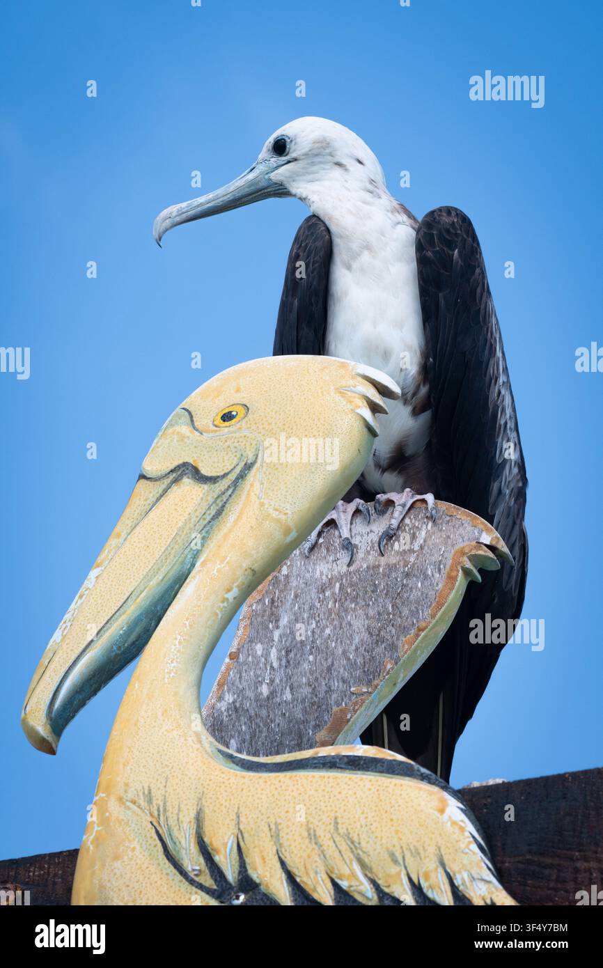 Wildtierfotografie mit einem jungen Seevogel, der auf einer hölzernen Pelikan-Figur posiert, ideal für redaktionelle und pädagogische Nutzung. Stockfoto