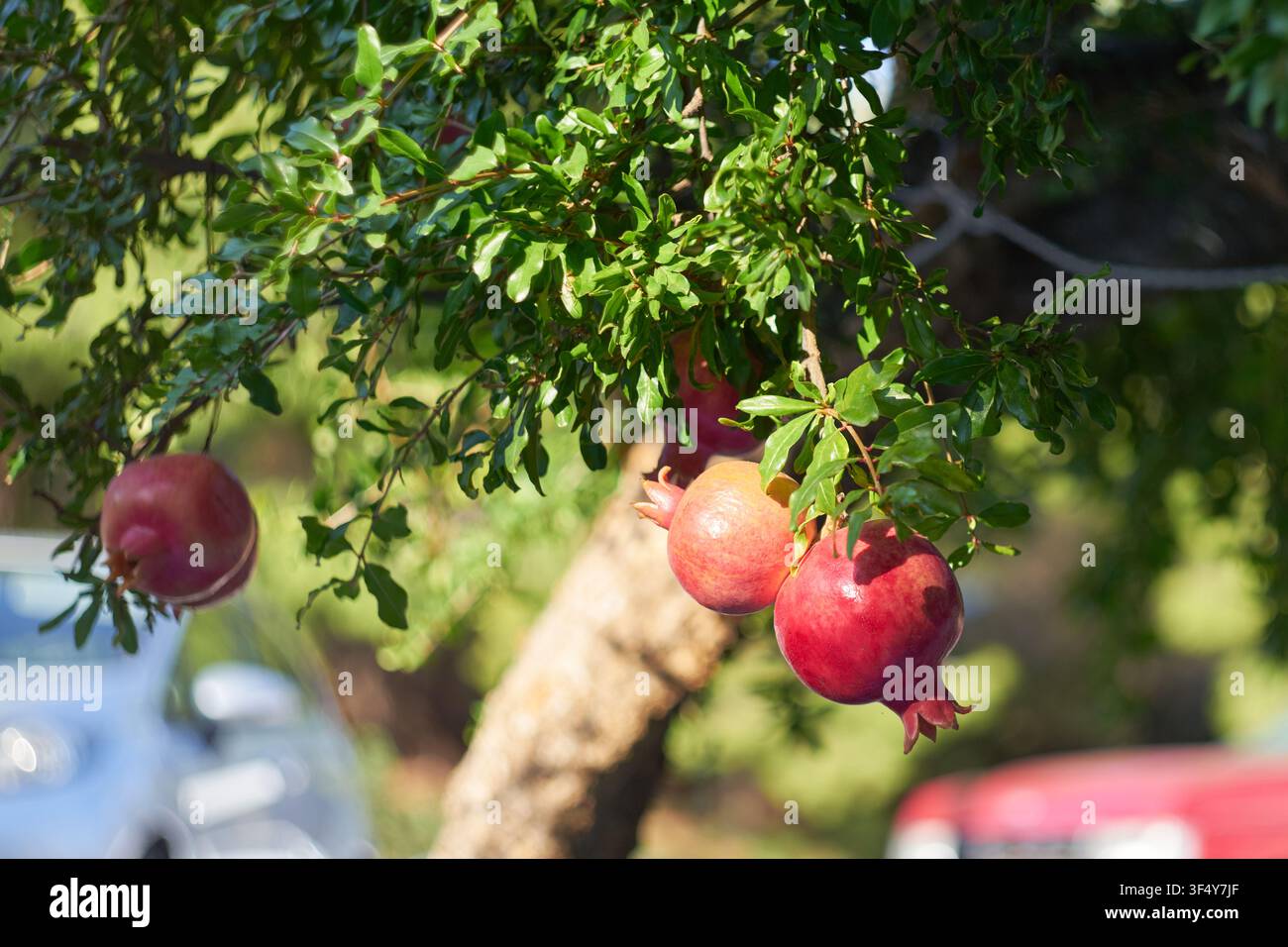Nahaufnahme von lebendigen reifen Granatapfelfrüchten, die während der Tageserntezeit von den belaubten Ästen eines gesunden Obstbaums hängen, und die Natürlichkeit präsentieren Stockfoto